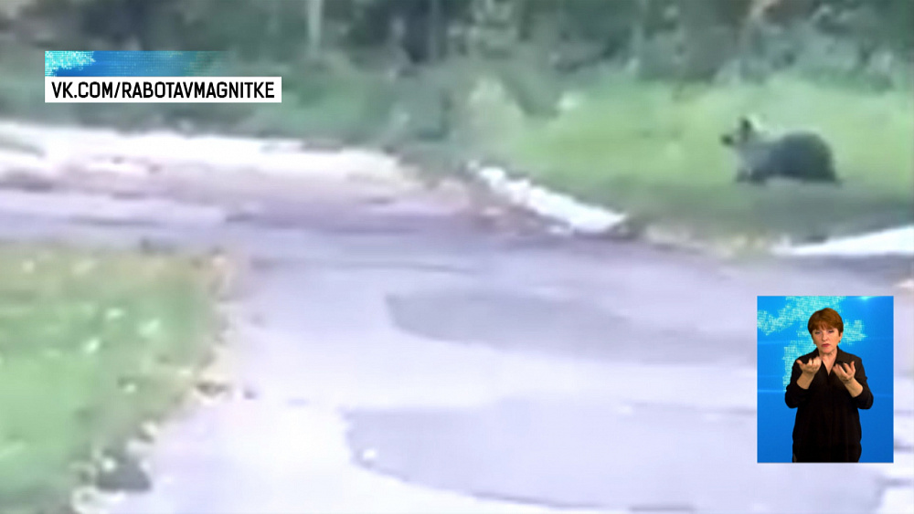 Возле детского лагеря заметили медведя