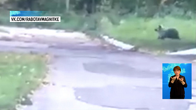 Возле детского лагеря заметили медведя