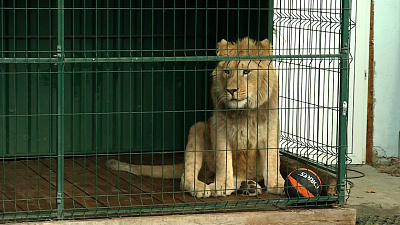 Спасённых льва и леопарда увезут в Африку