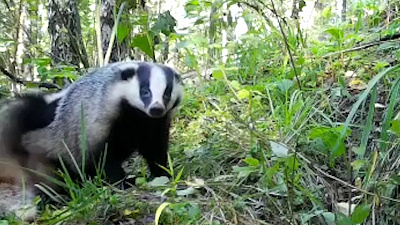 Ленивого барсука и осторожную лисицу засняла фотоловушка на Таганае
