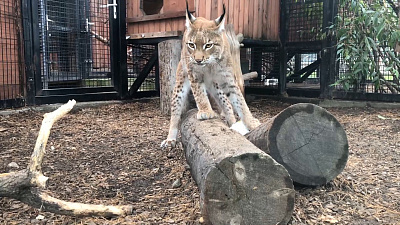 Рысь-футболист тренируется в Челябинском зоопарке