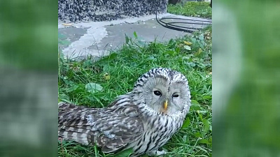 Миасцы нашли сову у дома