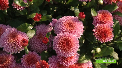 Зеленая передача 15.10.2020