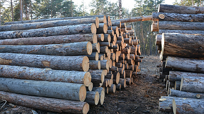 Древесину из Челябинской области продают на бирже в Санкт-Петербурге