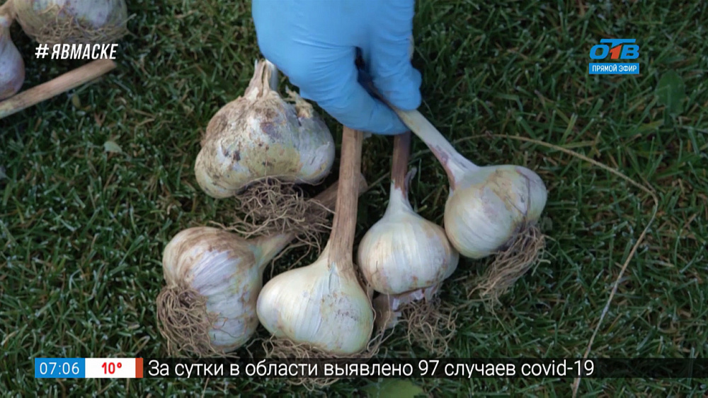 Руки садовода — Сажаем озимый чеснок по правилам