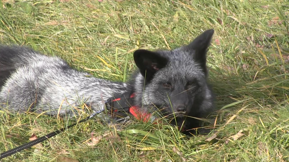 У жительницы Миасса появился необычный питомец