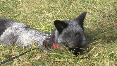 У жительницы Миасса появился необычный питомец