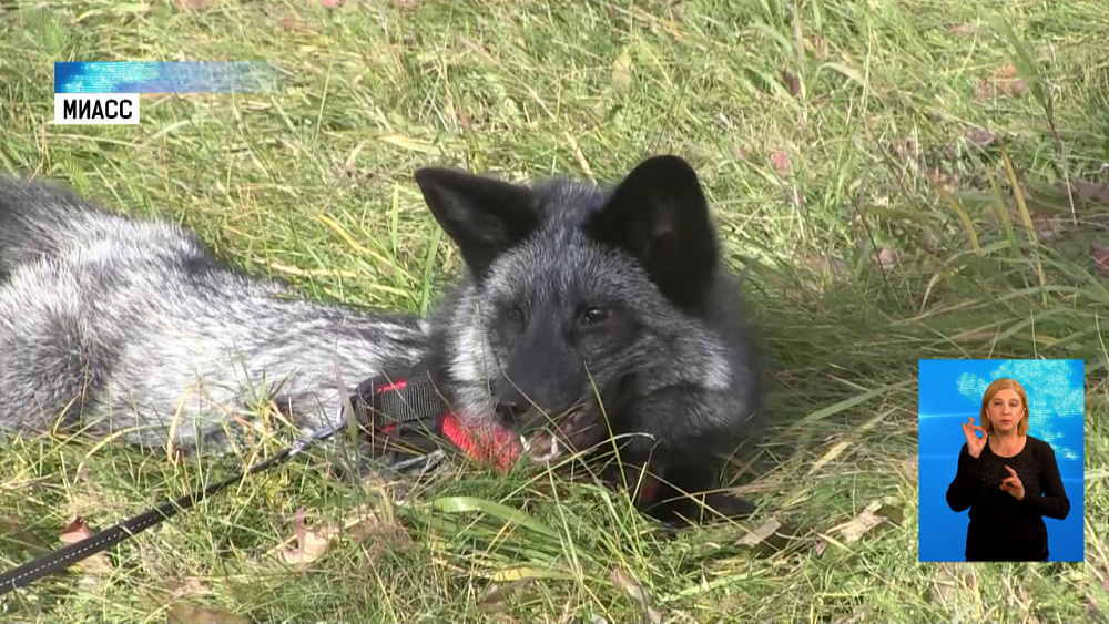 Семья из Миасса завела лисёнка