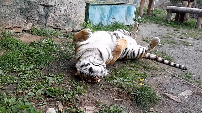 В Челябинском зоопарке засняли расслабленную амурскую тигрицу