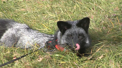 На улицах Миасса заметили ручного лисенка