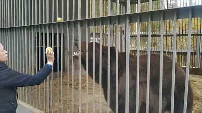 Медведю Малышу из Сатки привезли 300 килограммов вкусняшек