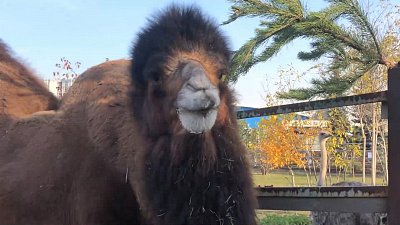 Верблюдов в Челябинском зоопарке угостили свежими соснами