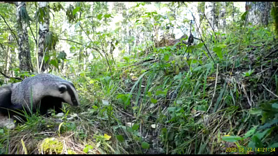 Видеоулов за неделю