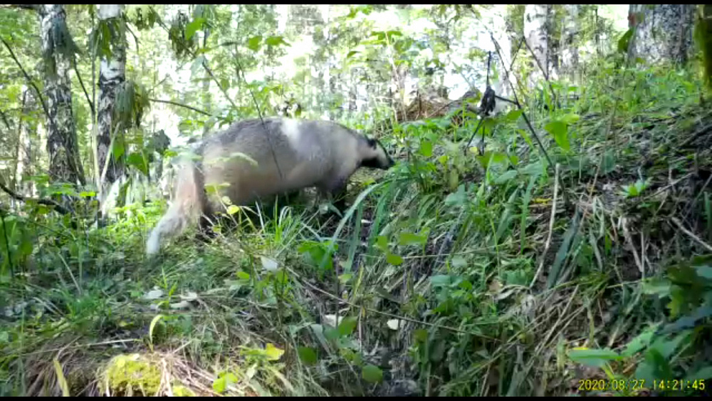 Фотоловушки на Таганае