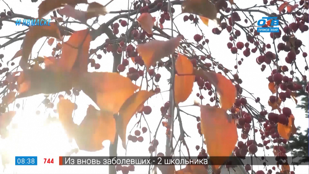 Руки садовода — осеннее удобрение почвы и растений в саду