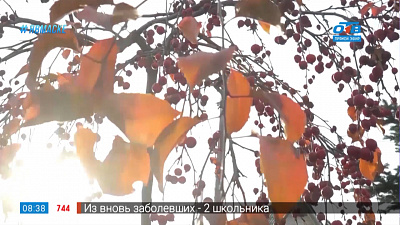 Руки садовода — осеннее удобрение почвы и растений в саду