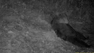 Отдыхающий медведь попал в объектив фотоловушки на Таганае