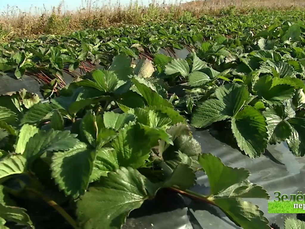 3. зеленая передача последний выпуск. зеленая передача челябинск. зелёная передача последний выпуск. зеленая передача челябинск последний выпуск за 2021.
