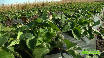 Зеленая передача 22.10.2020