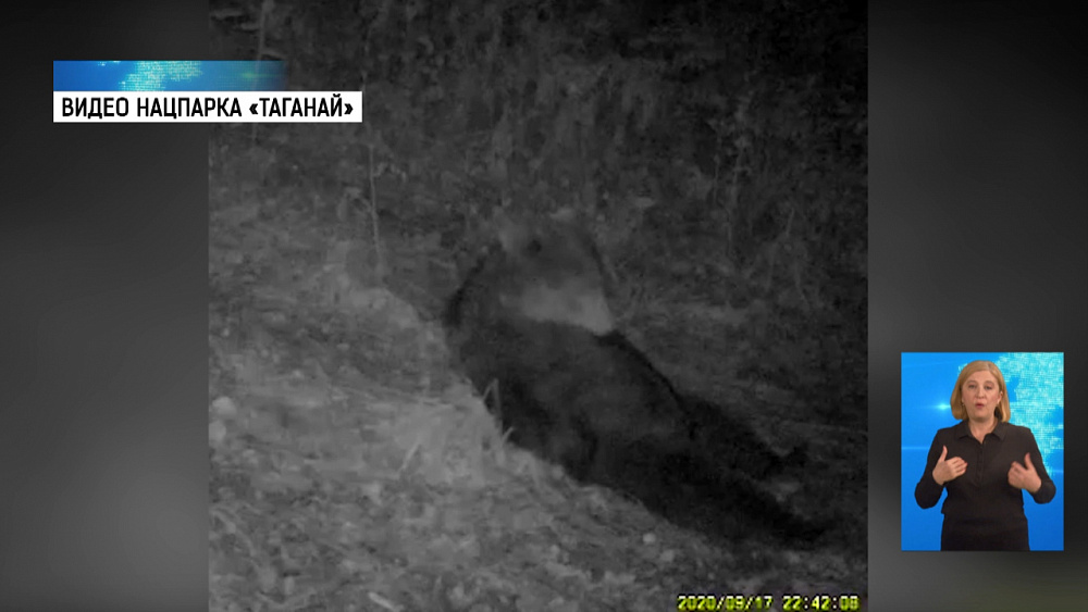 Медведь лёг отдохнуть на овсяном поле