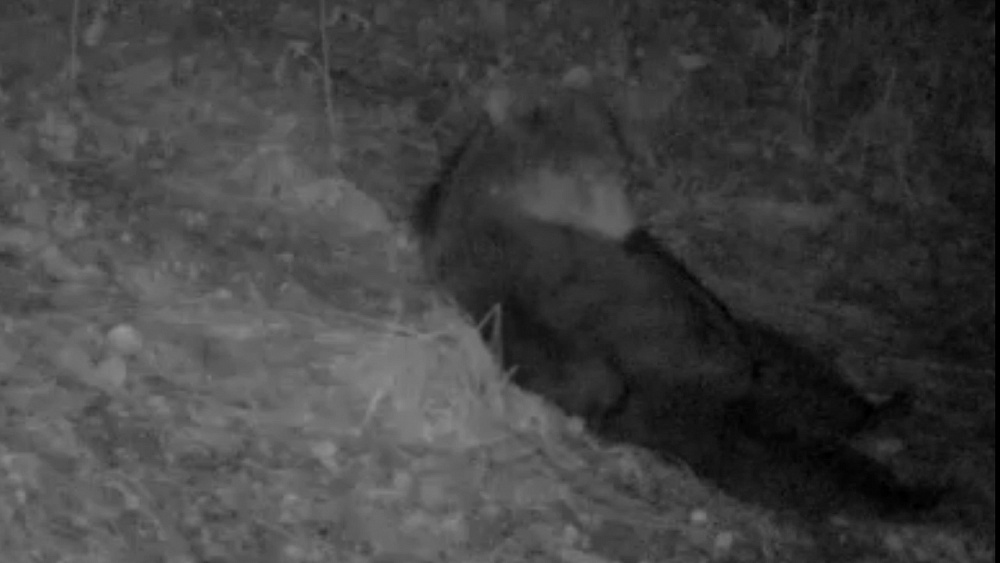 На Таганае медведь попал в объектив фотоловушки