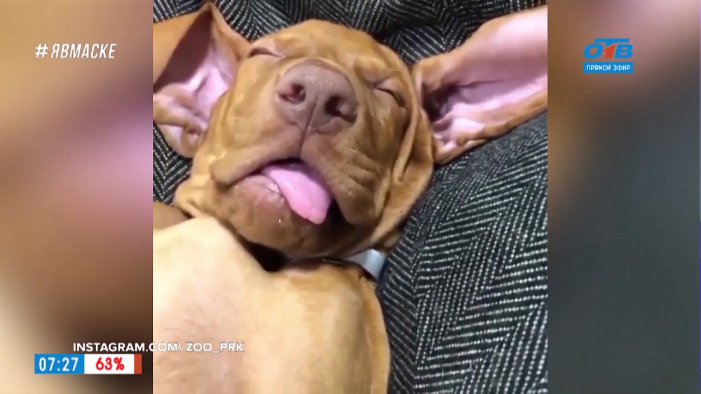 Все хвосты дома — спящие красавцы