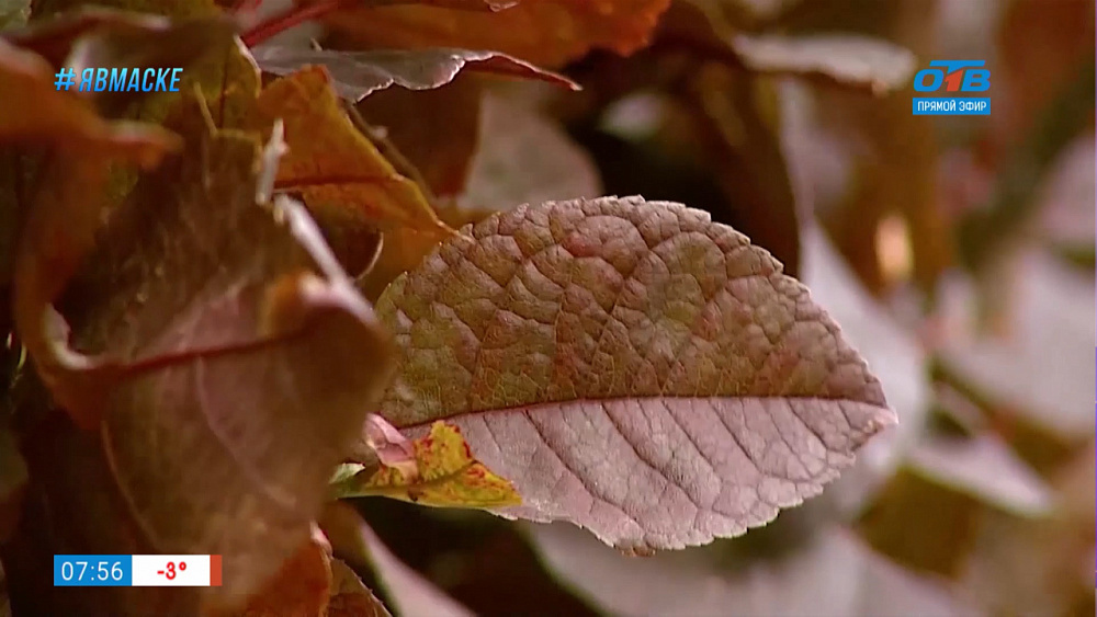 Руки садовода — формировка растения в саду
