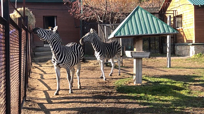 «Анри, не мешай!»: зебры челябинского зоопарка мешают убираться в вольере