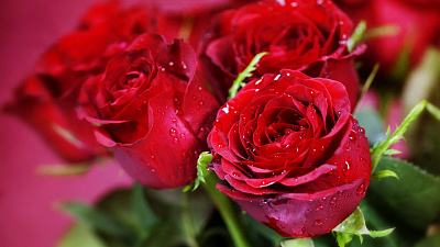 Букет роз в подарок на День матери: выбираем самые красивые и свежие цветы