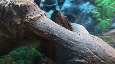 В Челябинском зоопарке появился новый устрашающий питомец