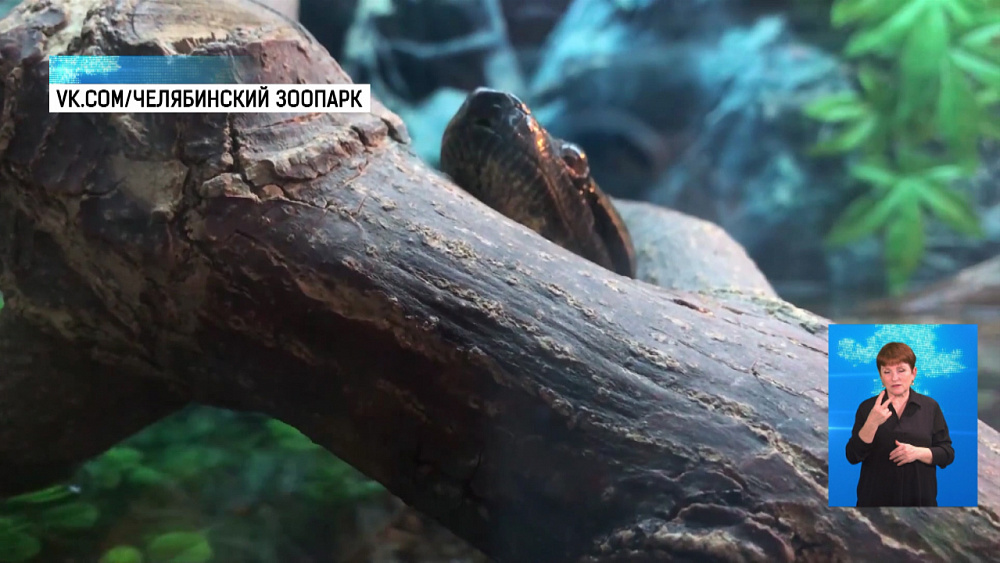 В Челябинском зоопарке поселилась анаконда