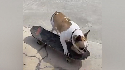 Бульдог-экстремал из Челябинска стал звездой «Тиктока»