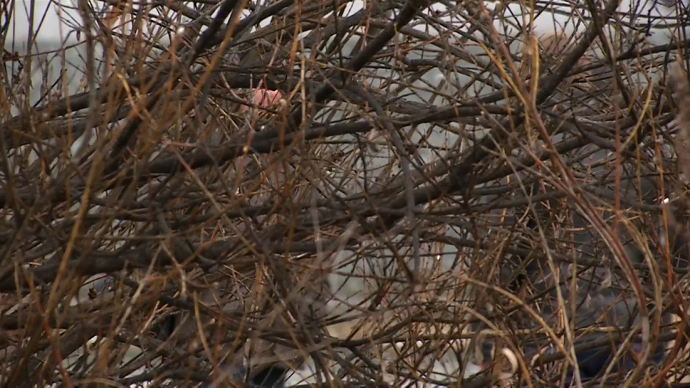 7-месячного малыша сегодня похоронили