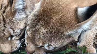 «Травоядные» рыси появились в Челябинском зоопарке