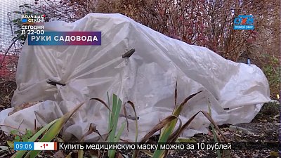 Руки садовода — Как укрыть розы перед зимой