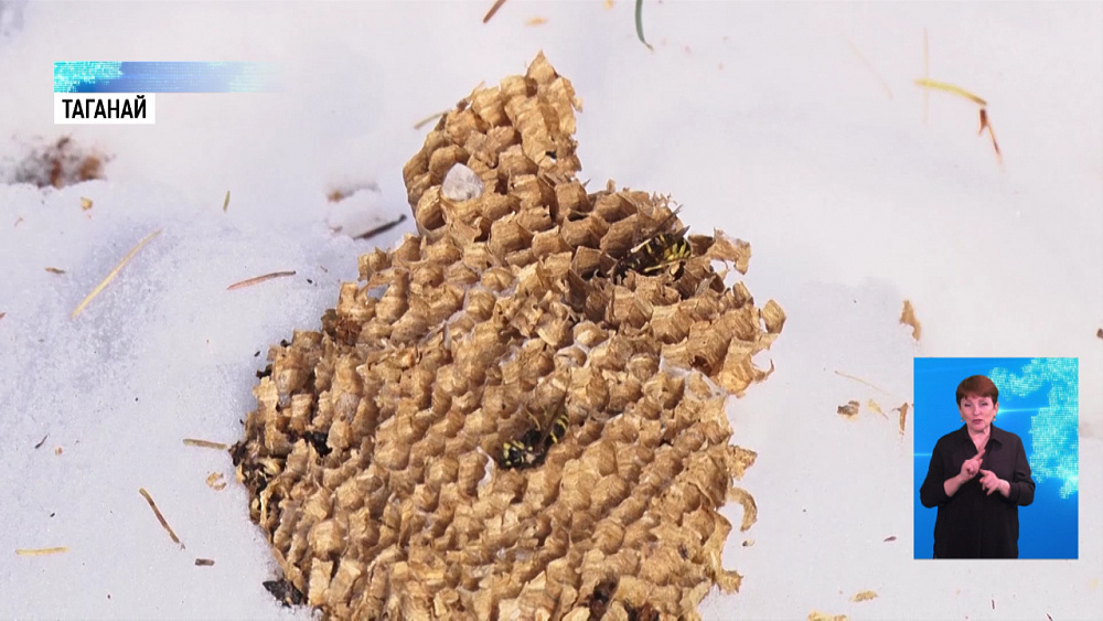 На «Таганае» лиса разорила осиное гнездо