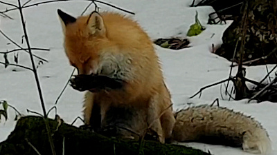 Умывающуюся лисицу засняли в национальном парке «Таганай»