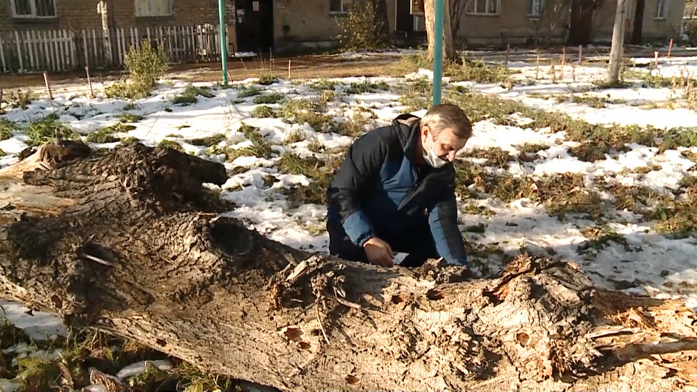 Дерево упало на 8-летнюю девочку