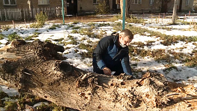 Дерево упало на 8-летнюю девочку Дерево упало на 8-летнюю девочку