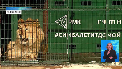 Для перелёта Симбы и Евы изготовили клетки
