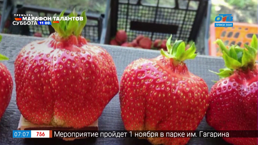 Руки садовода — Ремонтантные сорта земляники