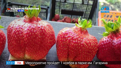 Руки садовода — Ремонтантные сорта земляники