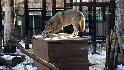 Футбол по волчьим правилам: видео из Челябинского зоопарка