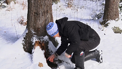На «Таганае» лиса разорила осиное гнездо
