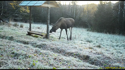 Лося сняли на видео в Национальном парке «Таганай»
