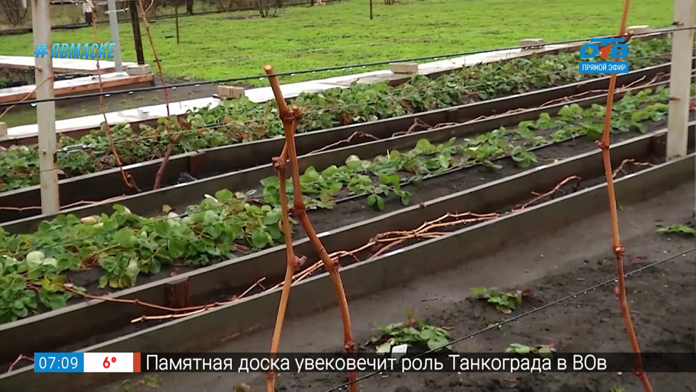 Руки садовода — Как готовить к зиме виноград