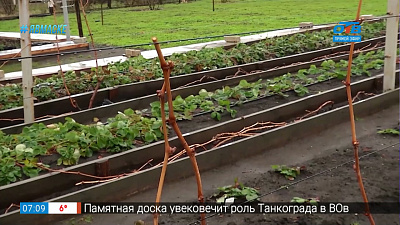 Руки садовода — Как готовить к зиме виноград