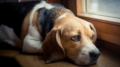 Симптомы и лечение вирусного энтерита у собак