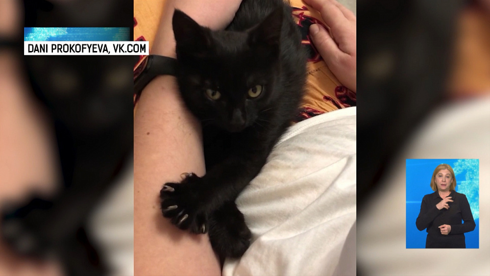 Челябинский котёнок потерялся в поезде