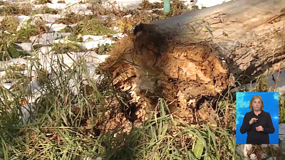 В мэрии города не уследили за деревом